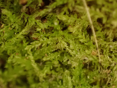 Cephalozia bicuspidata