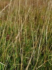 Agrostis stolonifera