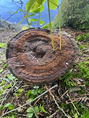 Phaeolus