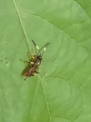 Cratichneumon