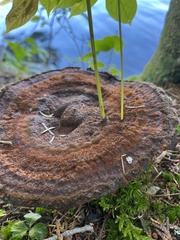 Phaeolus