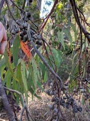 Eucalyptus sideroxylon