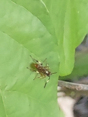 Cratichneumon
