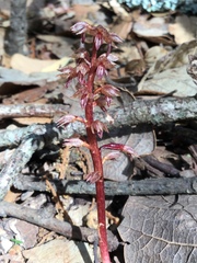 Corallorhiza striata