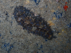 Stichopus