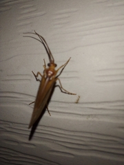 Platycentropus radiatus