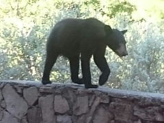 Ursus americanus eremicus