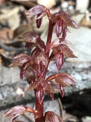 Corallorhiza striata