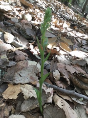 Platanthera brevifolia
