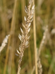 Agrostis stolonifera