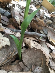 Platanthera brevifolia