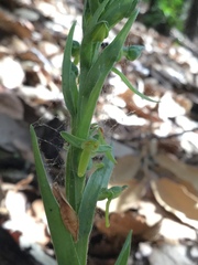 Platanthera brevifolia