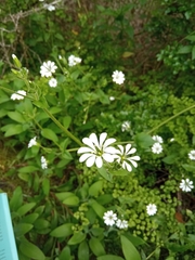 Stellaria chilensis