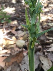 Platanthera brevifolia