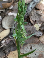 Platanthera brevifolia