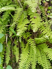 Phegopteris decursive-pinnata