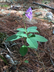 Lycianthes