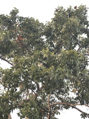 Swietenia macrophylla