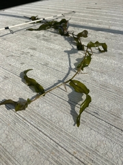 Potamogeton praelongus