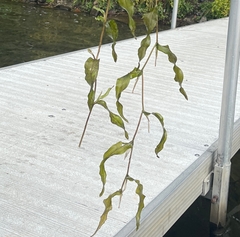 Potamogeton praelongus