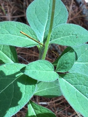 Lycianthes