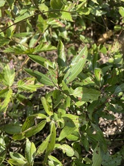 Ceanothus herbaceus