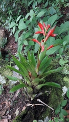 Tillandsia leiboldiana