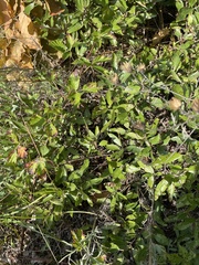 Ceanothus herbaceus