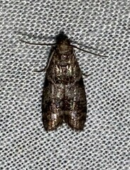 Euzophera ostricolorella