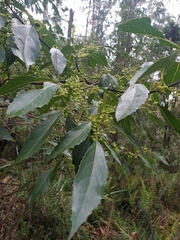 Hedycarya angustifolia