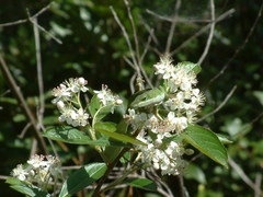 Aronia arbutifolia