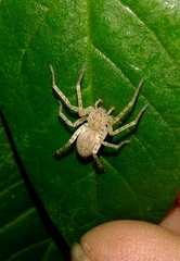 Anyphaena accentuata