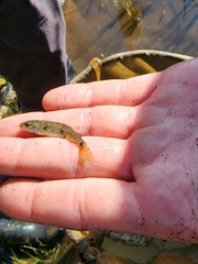 Catostomus commersonii