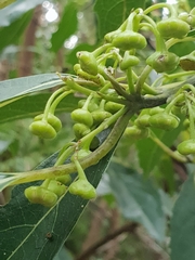 Hedycarya angustifolia