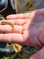 Catostomus commersonii
