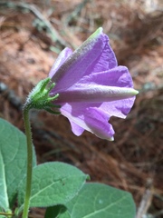 Lycianthes