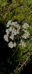 Stevia