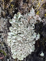 Flavoparmelia caperata