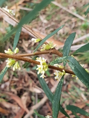 Pimelea axiflora axiflora