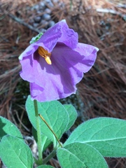 Lycianthes