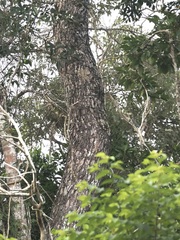 Swietenia macrophylla