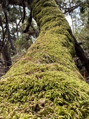 Dendroalsia abietina