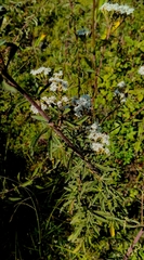 Stevia