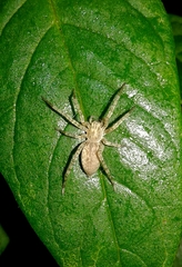 Anyphaena accentuata