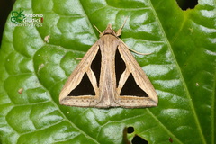 Trigonodes disjuncta