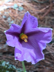 Lycianthes