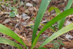 Setaria megaphylla