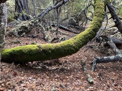 Dendroalsia abietina