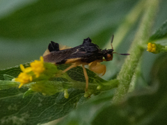 Phymata pennsylvanica