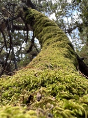 Dendroalsia abietina